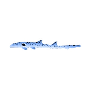 Blue Epaulette Shark